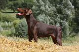 DOBERMANN 1178